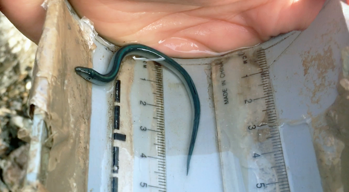 Lamprey being measured