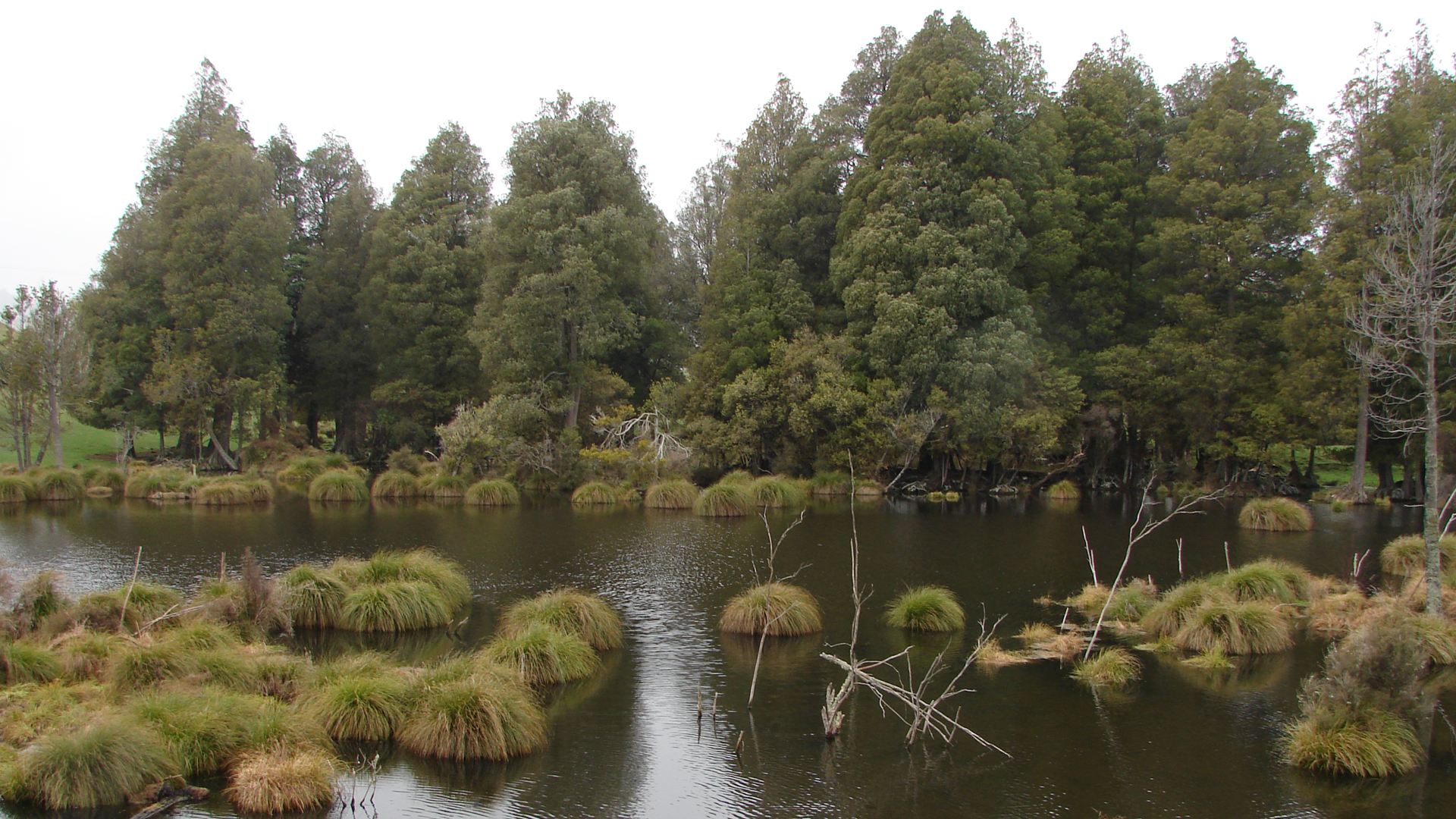 Wetland in the Rangitīkei District